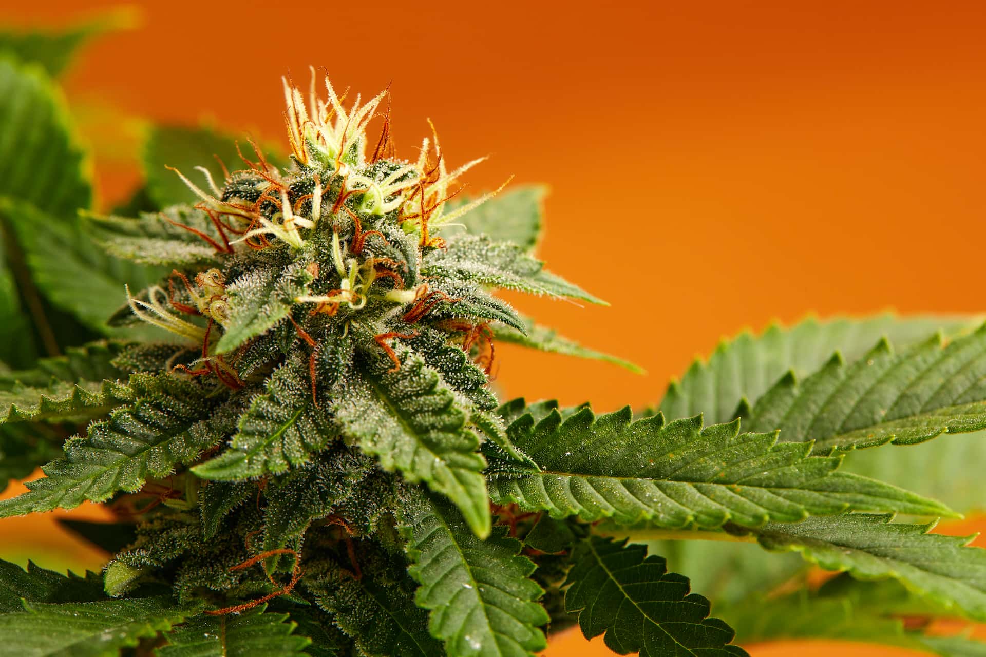 Europe’s Top-Shelf Cannabis Is Here – Buy Weed Strains Europe Online