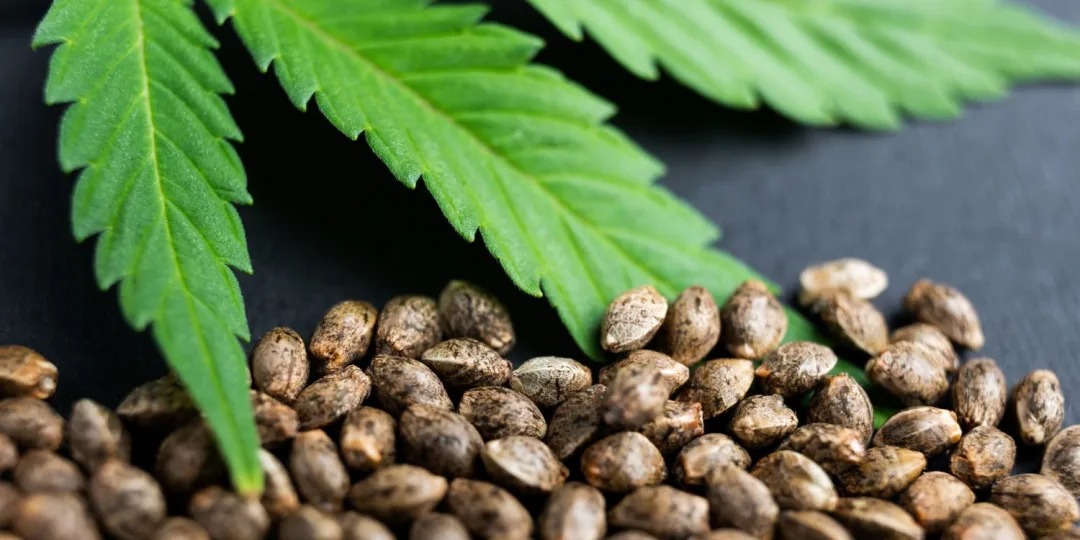 Buy Weed Strains Australia Online – Analysis of Strain Trends in Australia