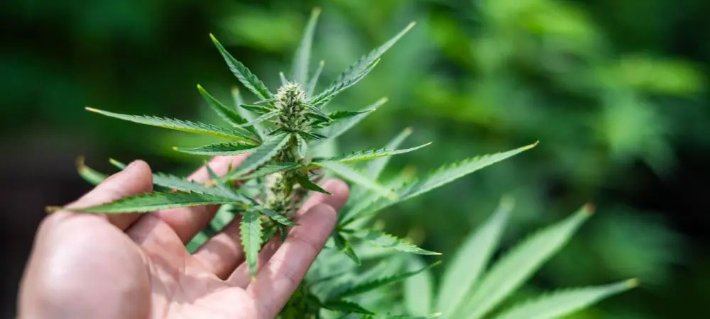 Buy Weed Strains Australia Online – Analysis of Strain Trends in Australia