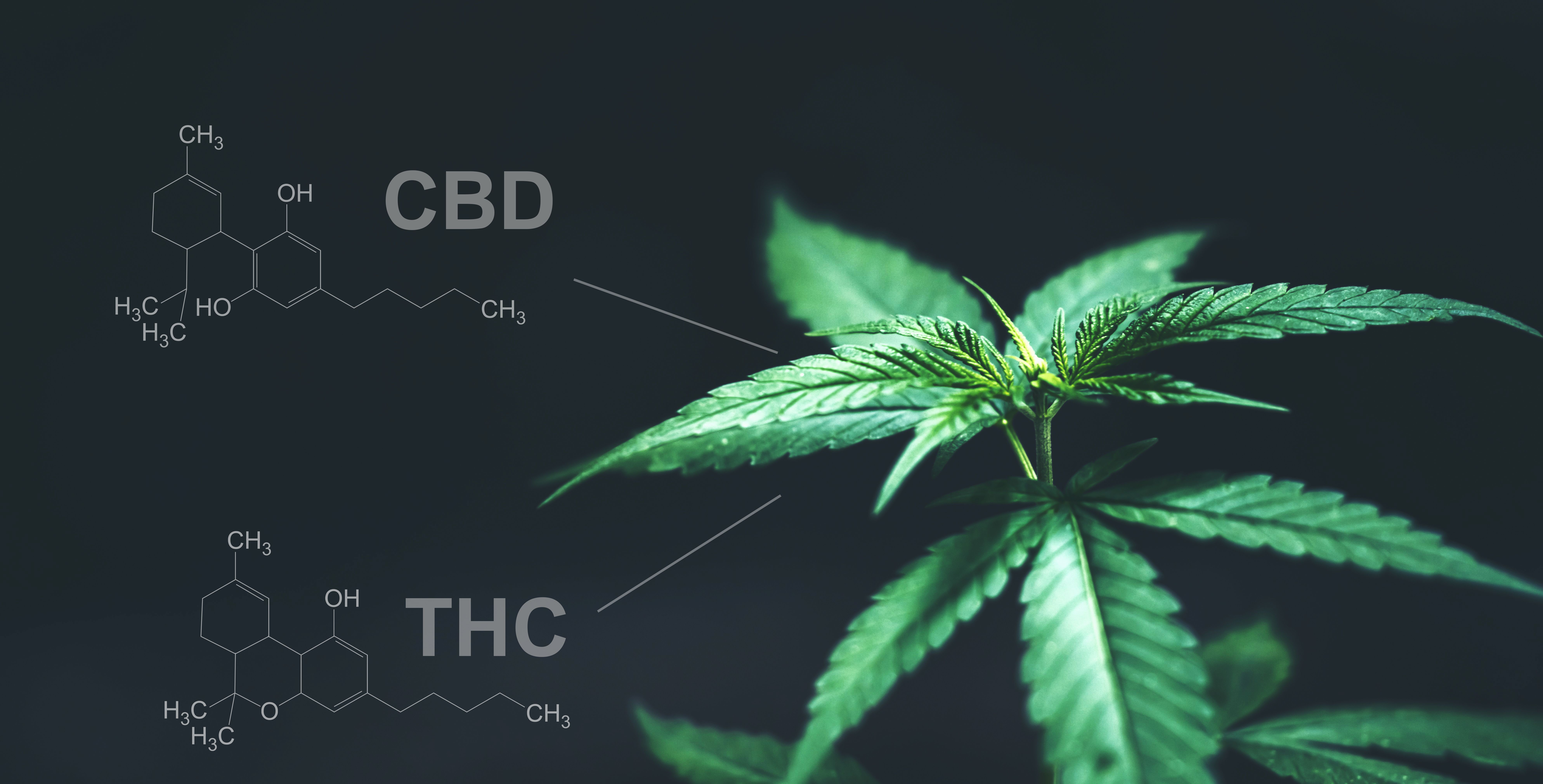 Where to Get Research Chemical Cannabinoid For Sale for Scientific Use